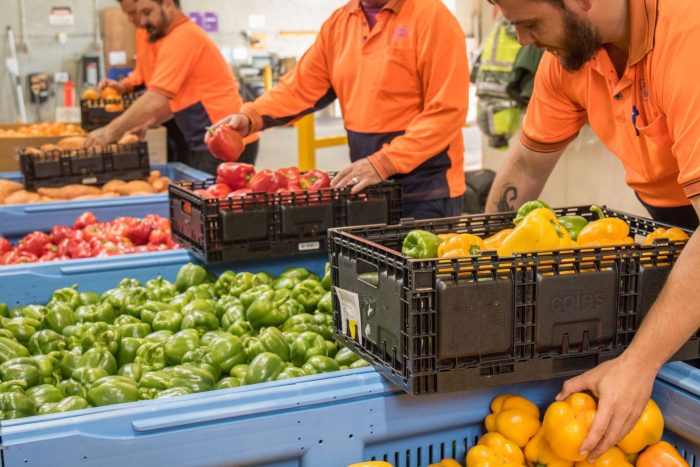 workers putting bell peppers in big trays