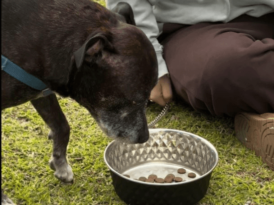 Senior dog about to eat out of bowl