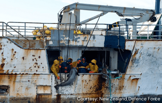 Patagonian Toothfish being pulled upward