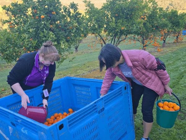 Mandarin harvest delivers fresh fruit to communities