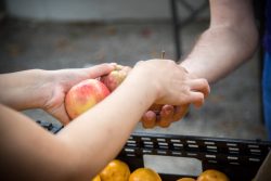 a hand receiving fruits