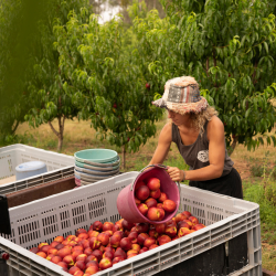 woman transferring a bucket of apple in a big tray