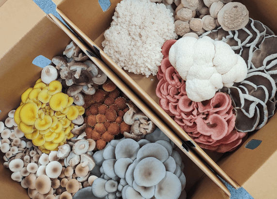 varieties of mushrooms donated by the mushroom guys